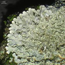 Attēlu rezultāti vaicājumam “Physconia detersa”