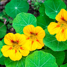 Image result for Tropaeolum minus