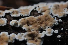 Attēlu rezultāti vaicājumam “Diderma ochraceum spores”