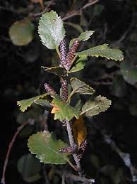 Attēlu rezultāti vaicājumam “Betula humilis”