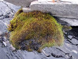 Attēlu rezultāti vaicājumam “Hygrohypnum luridum sporophyte”