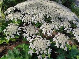 Attēlu rezultāti vaicājumam “Heracleum sosnowskyi”