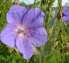 Image result for Geranium `Sandrine`