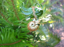 Attēlu rezultāti vaicājumam “Philonotis sporophyte”