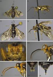 Attēlu rezultāti vaicājumam “Tischeria complanella larva”