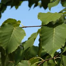 Attēlu rezultāti vaicājumam “Betula alleghaniensis leaf”