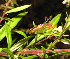 Attēlu rezultāti vaicājumam “Orthoptera”