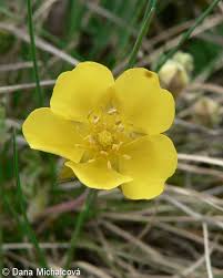 Attēlu rezultāti vaicājumam “Potentilla arenaria flower”