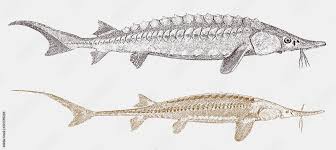 Image result for Acipenser fulvescens