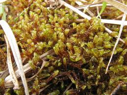 Attēlu rezultāti vaicājumam “Scorpidium cossonii”