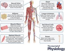Image result for University of Sheffield Ultimate- Phat 'eds