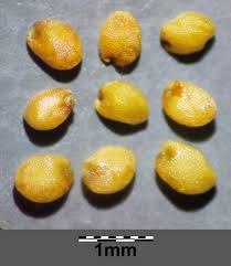 Attēlu rezultāti vaicājumam “Rorippa palustris fruit”