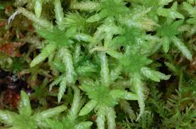 Attēlu rezultāti vaicājumam “Sphagnum centrale”