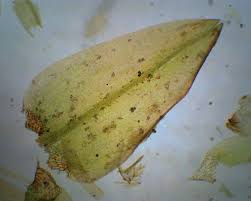 Attēlu rezultāti vaicājumam “Calliergon giganteum”