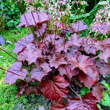 Image result for Heuchera `Palace Purple`