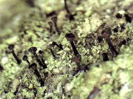 Attēlu rezultāti vaicājumam “Calicium viride”