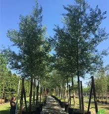 Attēlu rezultāti vaicājumam “Populus alba Nivea”