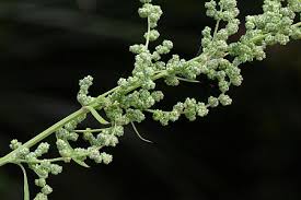 Attēlu rezultāti vaicājumam “Chenopodium album flower”