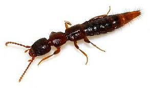 Attēlu rezultāti vaicājumam “undetermined”