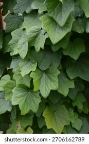 Attēlu rezultāti vaicājumam “Menispermum dauricum leaf”