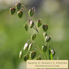 Attēlu rezultāti vaicājumam “Briza media flower”