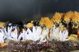 Attēlu rezultāti vaicājumam “Comatricha alta stalked”