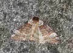 Attēlu rezultāti vaicājumam “Tetheella fluctuosa”