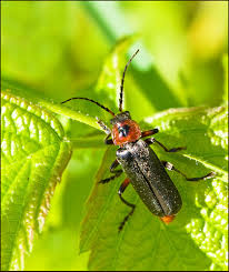 Attēlu rezultāti vaicājumam “Cantharis rustica imago”