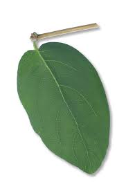 Attēlu rezultāti vaicājumam “Lonicera tatarica leaf”