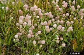 Attēlu rezultāti vaicājumam “Trifolium arvense fruit”