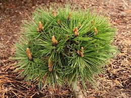 Attēlu rezultāti vaicājumam “Pinus nigra”