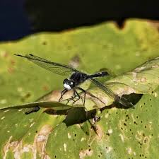 Attēlu rezultāti vaicājumam “Leucorrhinia”