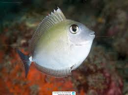 Image result for Naso unicornis