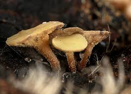 Attēlu rezultāti vaicājumam “Myriosclerotinia scirpicola”