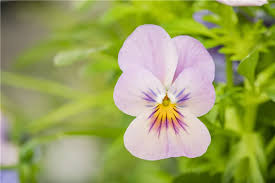 Image result for Hornveilchen