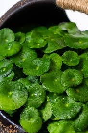 「香菇草」的圖片搜尋結果