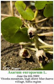 Attēlu rezultāti vaicājumam “Asarum europaeum flower”
