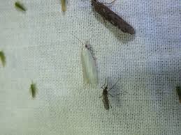 Attēlu rezultāti vaicājumam “Eana argentana”