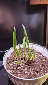 Attēlu rezultāti vaicājumam “Rumex crispus leaf”