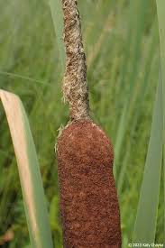Attēlu rezultāti vaicājumam “Typha latifolia leaf”