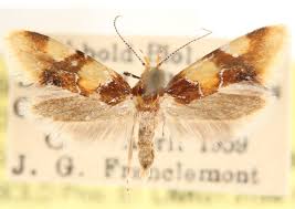 Attēlu rezultāti vaicājumam “Epicallima formosella”