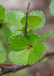 Attēlu rezultāti vaicājumam “Betula nana leaf”