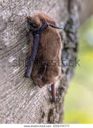 Attēlu rezultāti vaicājumam “Pipistrellus nathusii”