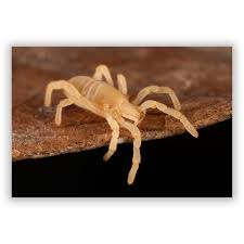 Attēlu rezultāti vaicājumam “Mucronella subtilis”