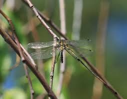 Attēlu rezultāti vaicājumam “Leucorrhinia albifrons”
