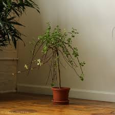 Attēlu rezultāti vaicājumam “Salix caprea”