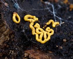 Attēlu rezultāti vaicājumam “Hemitrichia sordivesiculosa”