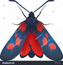 Attēlu rezultāti vaicājumam “Zygaena viciae”