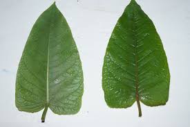 Attēlu rezultāti vaicājumam “Reynoutria sachalinensis leaf”