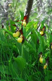 Attēlu rezultāti vaicājumam “Cypripedium calceolus”